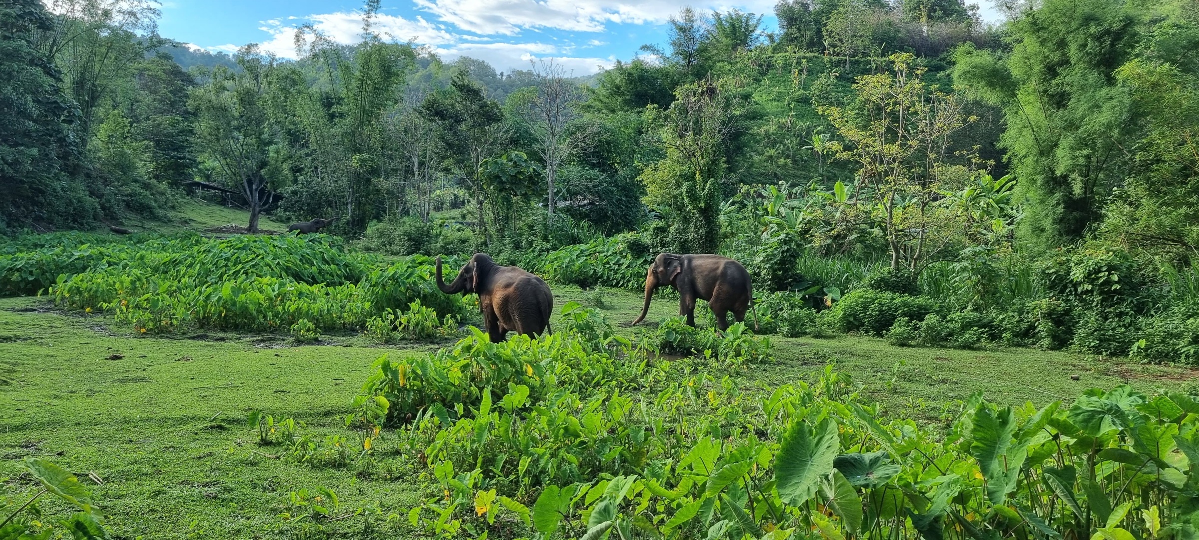 Chiang Rai Luxury Villas: Golden Triangle Mountain Retreats